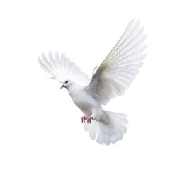 White dove on transparent background Generative AI - obrazy, fototapety, plakaty