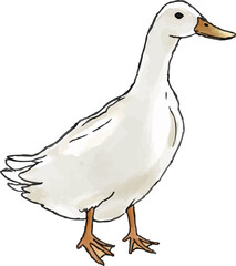 Duck watercolor illustration