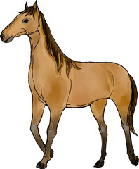 Horse watercolor illustration