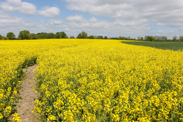 Obraz premium Rapsfeld