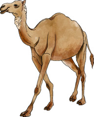Camel watercolor illustration