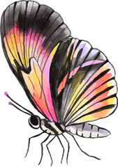 Butterfly watercolor illustration