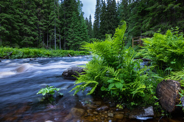 Obraz premium Brown rivers of Karelia 