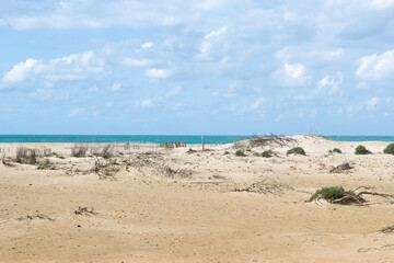 Dune regeneration at Camposoto beach on the Atlantic coast with the ocean in the background; San Fernando; Cadiz; Andalusia; Spain.