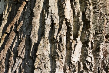 Wood texture. Creative background from oak bark