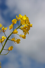 Rapsblüten