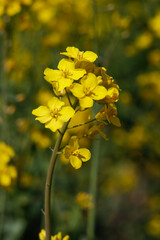 Obraz premium Rapsblüten