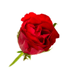 Single flower red rose - 605427399
