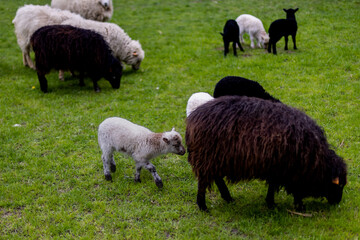 White lamb follows flack sheep