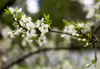 white blooming gardens in spring