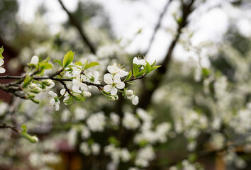 white blooming gardens in spring