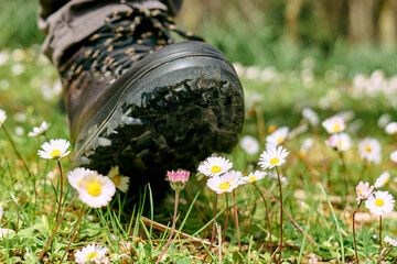 Human foot in mountain shoe tramples white daisies flowers on green field. Environment issue,...