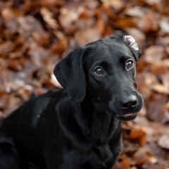 Portrait of a beautiful purebred black labrador retriever