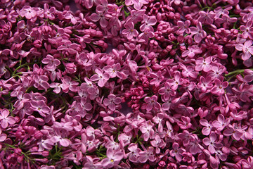 Obraz premium Beautiful blooming lilac flowers as background, closeup