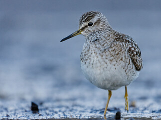Wood sandpiper (Tringa glareola) feeding in the wetlands in spring.