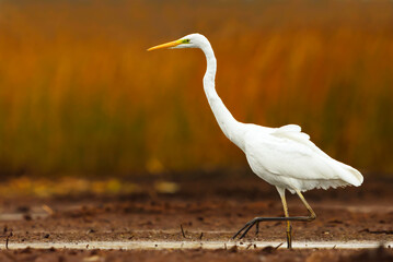 Great egret (Ardea alba) looking for food in the wetlands in autumn.
