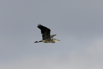 Grey heron (Ardea cinerea) flying in the sky in autumn.