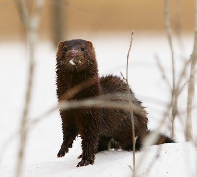 American mink (Neogale vison) standing in the snow in early spring.