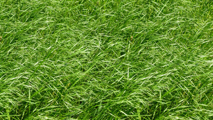 Grass cover