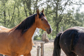 Brown lusitano horse mare in paddock paradise