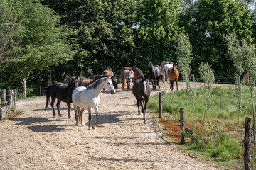 Big herd of horses in paddock paradise