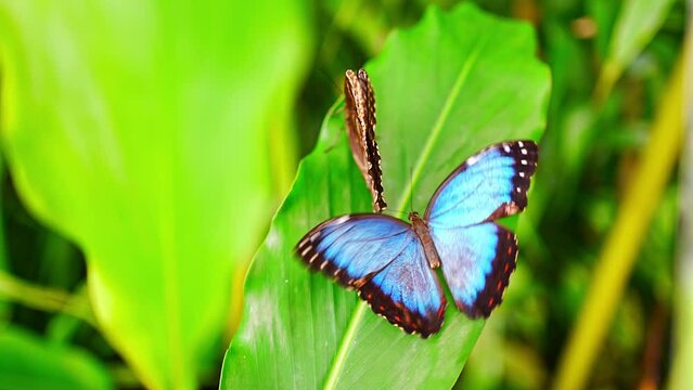 Close up of beautiful brown and blue tropical butterfly in Botanic Garden, Prague, Europe