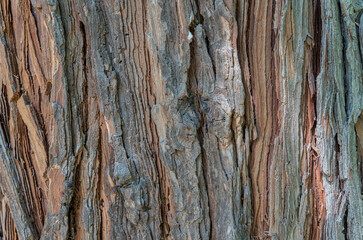 Close up texture with Platycladus orientalis bark tree.