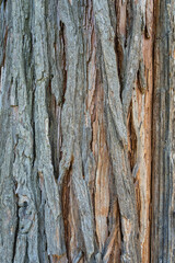Close up texture with Platycladus orientalis bark tree.