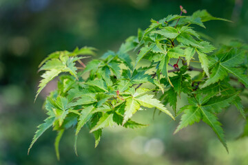 Close up detail with the green foliage of Acer palmatum Krazy Krinkle Japanese Maple