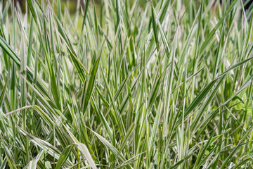 Close up detail with Festuca glauca, commonly known as blue fescue grass plant.