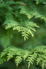 Close up detail with the green fresh foliage of Chamaecyparis lawsoniana, known as Port Orford cedar or Lawson cypress plant