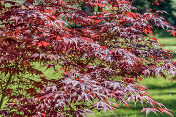 Close up with branches and foliage of Acer palmatum rubra or japanese maple tree