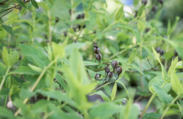 Close up detail with the foliage and berries of Hypericum androsaemum or the shrubby St. John's wort flower plant.