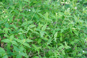 Close up detail with the foliage and berries of Hypericum androsaemum or the shrubby St. John's wort flower plant.