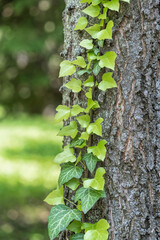 Green Ivy leaves on the tree bark in the forest