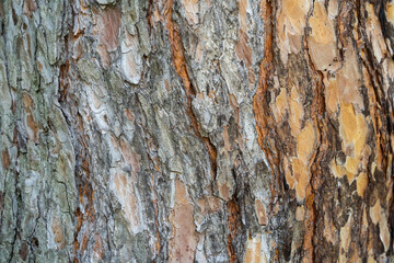 Close up detail with the bark tree trunk of Pinus sylvestris, the Scots pine, Scotch pine or Baltic pine