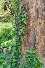 Green Ivy leaves on the tree bark in the forest