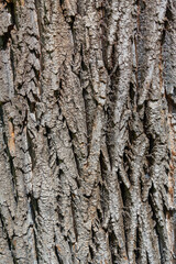Close up detail with the bark tree trunk. Nature texture background.