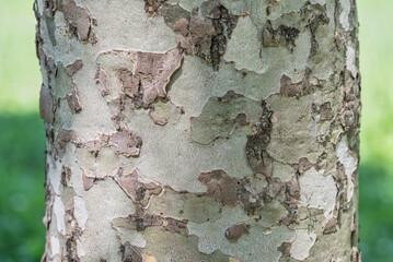 Close up textute with Platanus occidentalis — American sycamore bark tree.