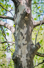 Picture with a Platanus occidentalis — American sycamore tree trunck and a branch. Close up detail.