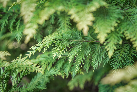Close up detail with the green fresh foliage of Chamaecyparis lawsoniana, known as Port Orford cedar or Lawson cypress plant