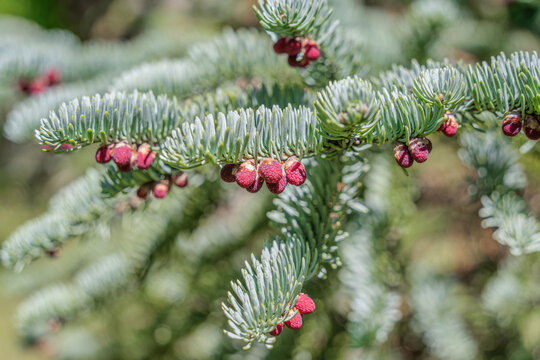 Close up detail with the fresh green foliage of Abies procera Rehder also called the noble fir or red fir.