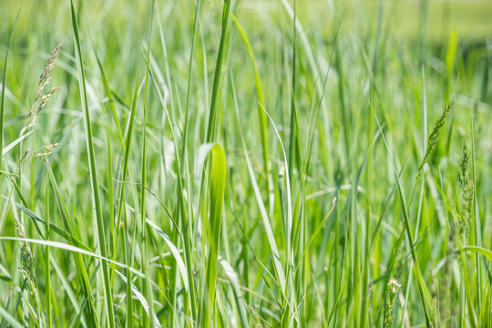 Close up with the green fresh Phalaris arundinacea or reed canary grass
