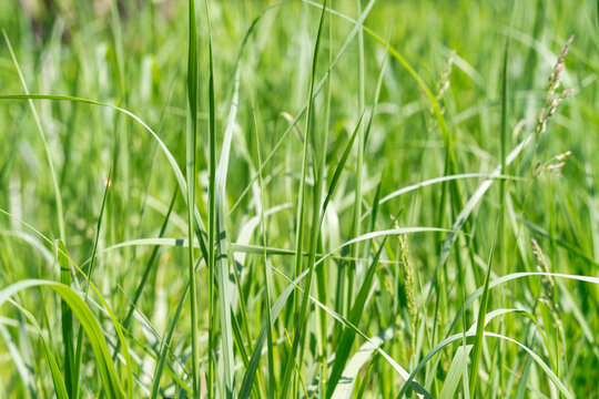 Close up with the green fresh Phalaris arundinacea or reed canary grass