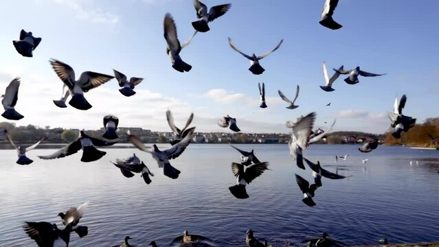 pigeons fly over the lake in the city. doves with outstretched wings. slow motion