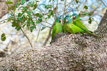 Green Parakeets