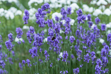 Obraz premium bumblebee on lavender blossom