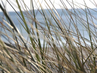 Grasses near the beach, swaying gently in the breeze.