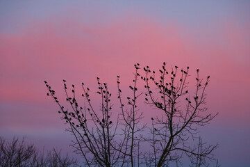 tree with birds in sunset