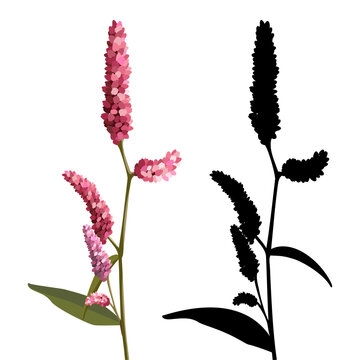 vector set of color image and persicaria herb silhouette for card design, wallpaper, textile, fabric pattern on white background